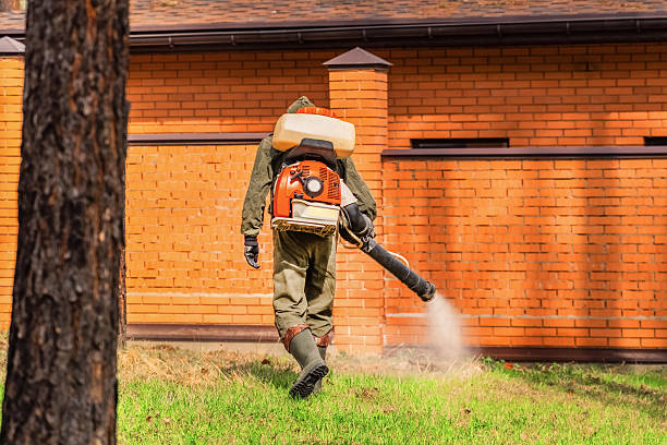 Trusted Ant Control service in Durand, MI - Nex Pest Control
